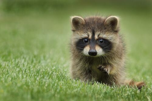 kitten:exiwor1tn9k= cat